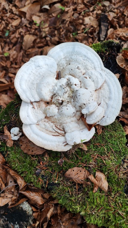 Trametes gibbosa