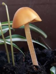 Lactocollybia cycadicola