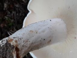 Lactifluus piperatus
