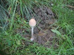 Panaeolus semiovatus
