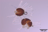 Erysiphe salmonii