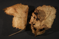 Ochropsora ariae
