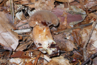 Imleria badia