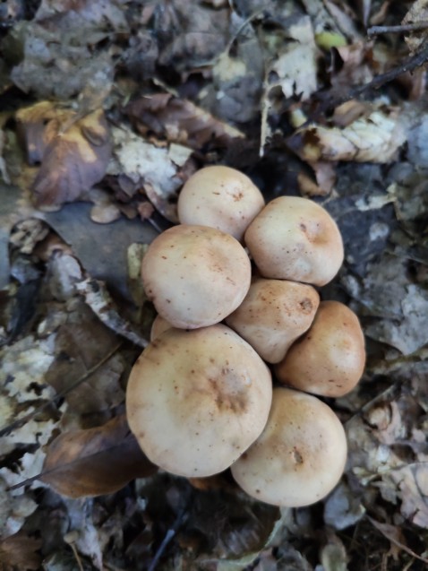 Gymnopus fusipes