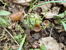 Dumontinia tuberosa