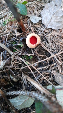 Sarcoscypha austriaca