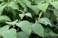 Fallopia