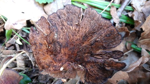 Daedaleopsis confragosa