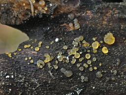 Dacrymyces capitatus