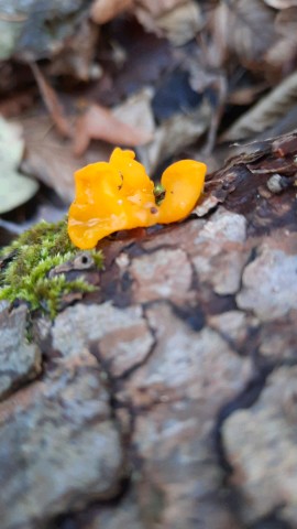 Dacrymyces chrysospermus