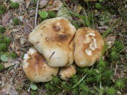 Russula subfoetens