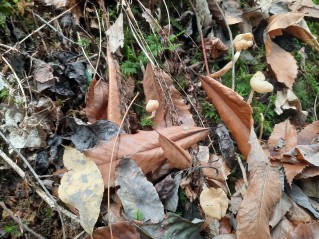 Helvella elastica