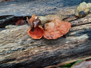 Pycnoporus cinnabarinus