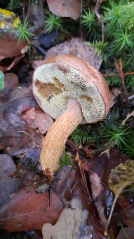 Imleria badia