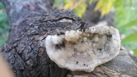 Trametes gibbosa