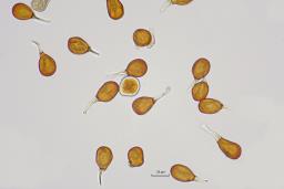 Uromyces ambiguus