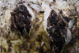 Diatrypella favacea