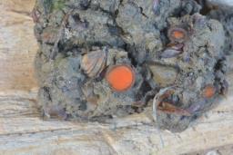 Scutellinia trechispora