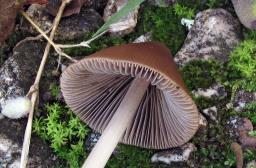 Parasola conopila