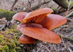 Flammulina elastica