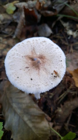 Macrolepiota mastoidea