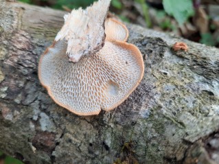 Neofavolus alveolaris