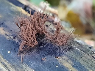 Stemonitis