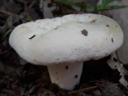 Lactifluus piperatus