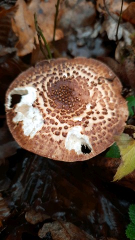 Echinoderma asperum
