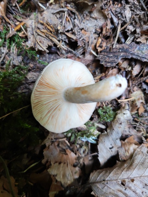 Lactarius circellatus