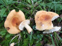 Lactifluus volemus