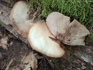 Crepidotus applanatus