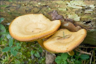 Tricholomopsis decora
