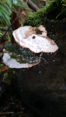 Trametes gibbosa
