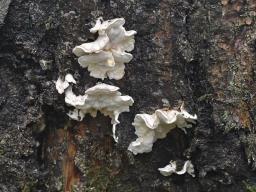 Osteina undosa