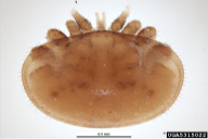 Varroa jacobsoni