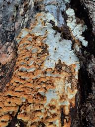 Neoantrodia serialis