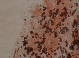 Psathyrella spadiceogrisea