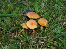 Cuphophyllus pratensis