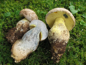 Caloboletus radicans