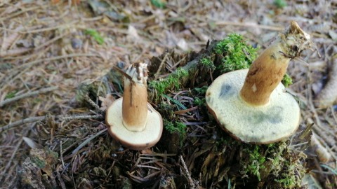 Imleria badia
