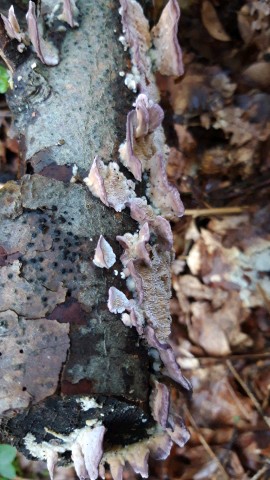 Trichaptum biforme