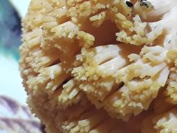 Ramaria formosa