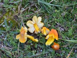 Hygrocybe acutoconica