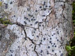 Acrocordia gemmata
