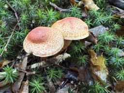 Cortinarius bolaris