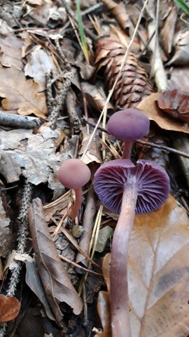 Laccaria amethystina