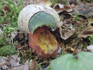 Rubroboletus rhodoxanthus
