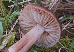 Hygrocybe ingrata