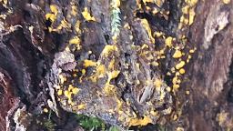 Bactridium flavum